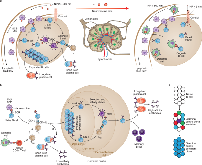 Rationally Designed Self-Assembling Nanovaccines Elicit Robust