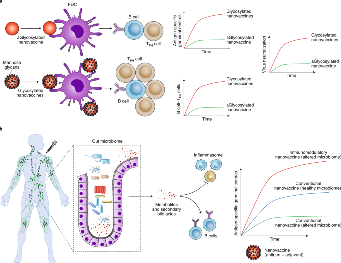 Rationally Designed Self-Assembling Nanovaccines Elicit Robust