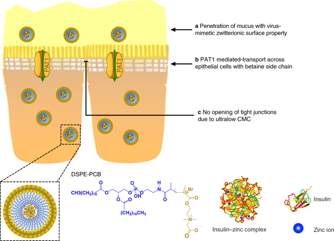 Zwitterionic micelles efficiently deliver oral insulin without opening  tight junctions