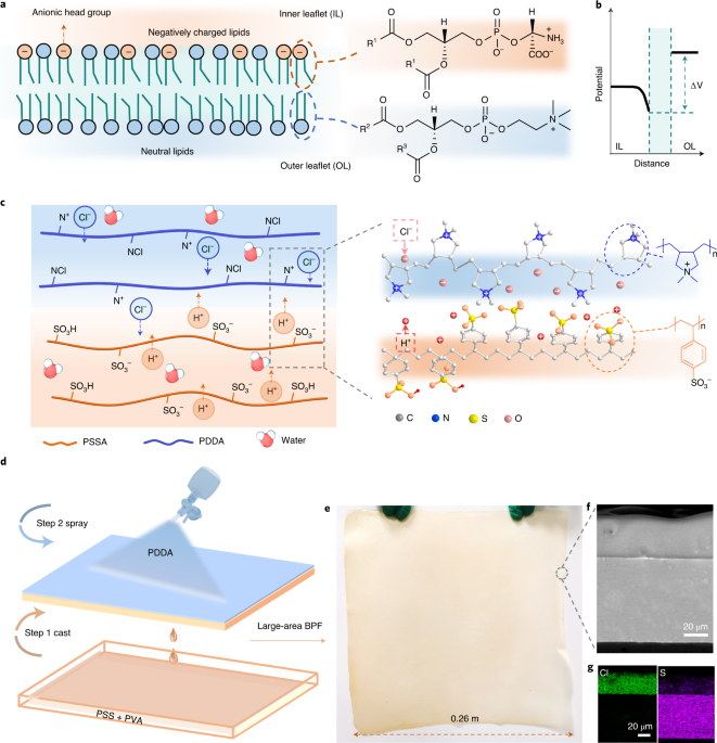 Bilayer Of Polyelectrolyte Films For Spontaneous Power Generation In Air Up To An Integrated 1 000 V Output Nature Nanotechnology