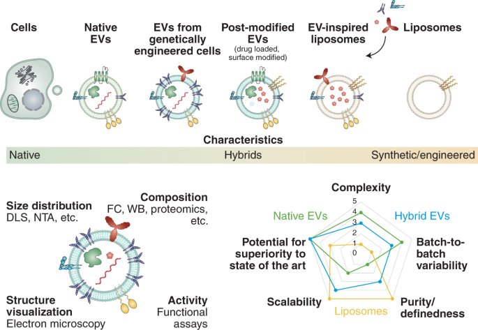 Harnessing Engineered Immune Cells and Bacteria as Drug Carriers