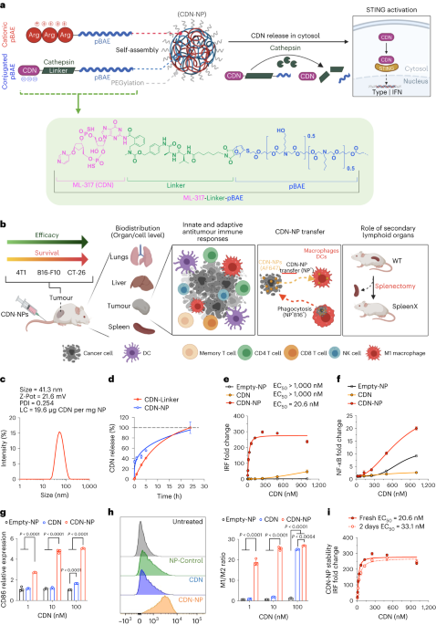 Investigation of the enhanced antitumour potency of sting agonist after conjugation to polymer nanoparticles
