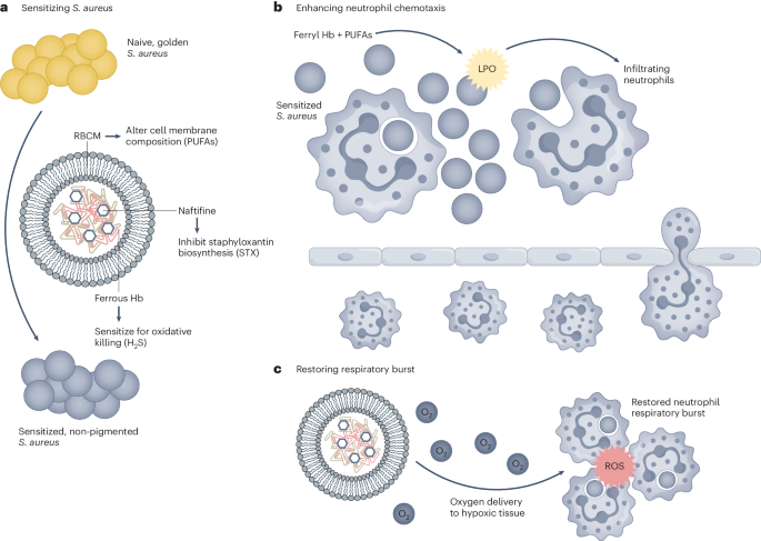 Nanoparticles subdue antibiotic-resistant bacteria’s defences while enhancing innate immunity