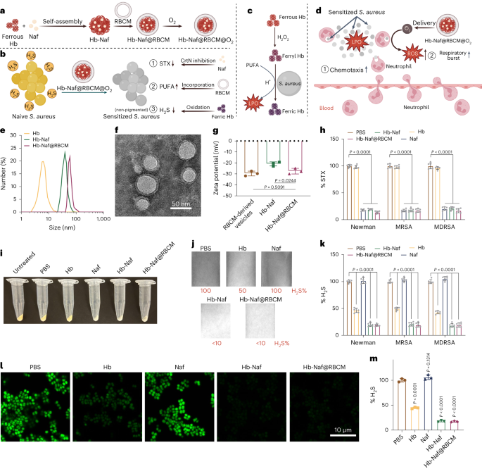 Multimodal nanoimmunotherapy engages neutrophils to eliminate Staphylococcus aureus infections