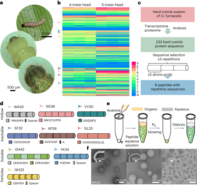 Self-assembly of peptide nanocapsules by a solvent concentration gradient