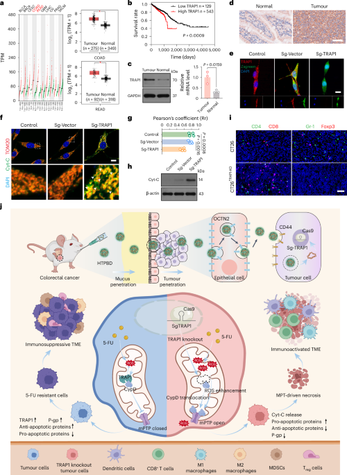 An orally administered gene editing nanoparticle boosts chemo-immunotherapy  in colorectal cancer | Nature Nanotechnology