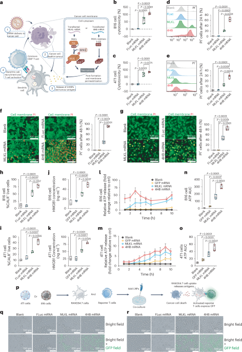 A modular mRNA platform for programmable induction of tumour-specific immunogenic cell loss of life A modular mRNA platform for programmable induction of tumour-specific immunogenic cell loss of life