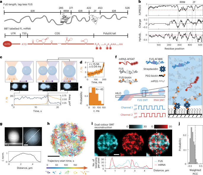 Nanoscale domains govern native diffusion and ageing inside fused-in-sarcoma condensates Nanoscale domains govern native diffusion and ageing inside fused-in-sarcoma condensates