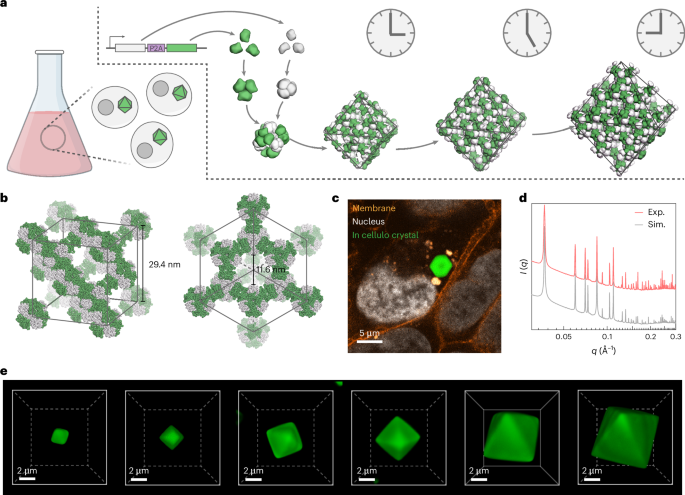 Programmed synthesis of mesoporous protein crystals in cellular reactors
