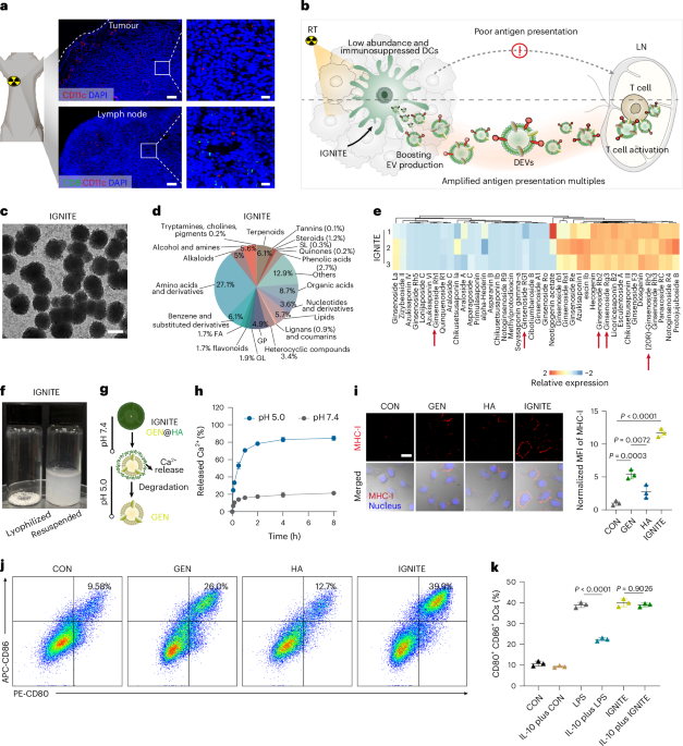 Amplifying tumour antigen displays from intratumourally entrapped dendritic cells