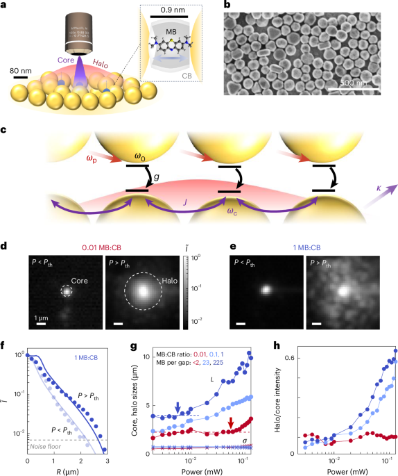 Coherent room-temperature dipole synchronization in plasmonic nanocavities