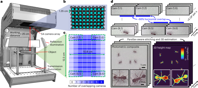 Parallelized computational 3D video microscopy of freely moving 