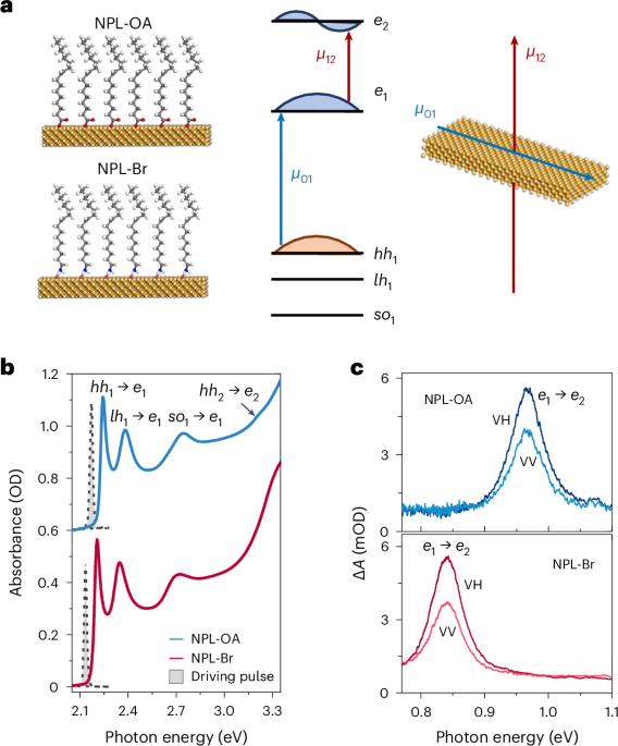 Observation of Floquet states and their dephasing in colloidal ...