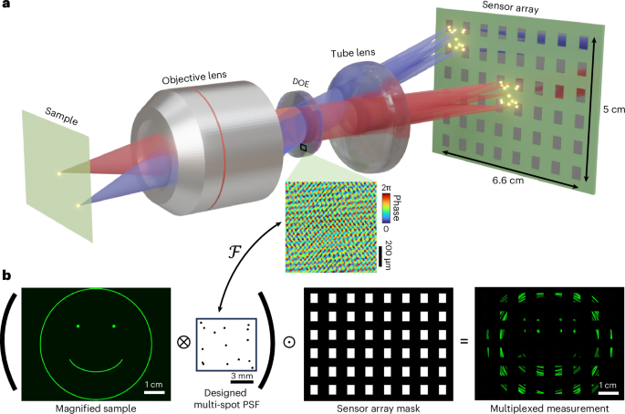 Large-scale compressive microscopy via diffractive multiplexing across a sensor array - nature.com