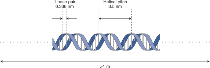 Ruler of life | Nature Physics