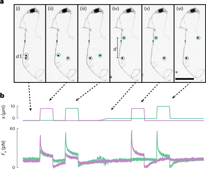 Short-range propagation of plasma membrane tension in neurons ...