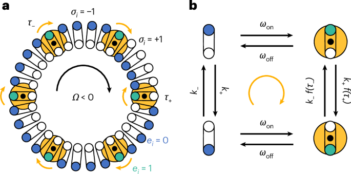 Mechanical origin for non-equilibrium ultrasensitivity in the bacterial flagellar motor