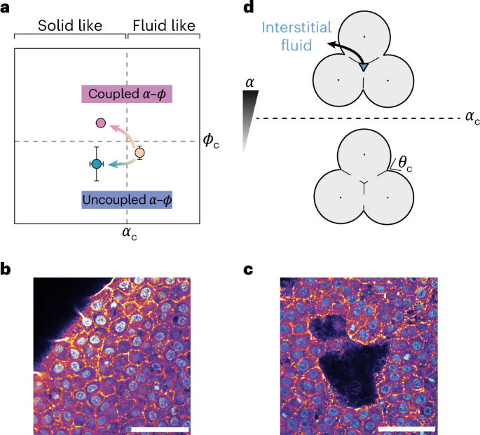Decoupling adhesion from jamming in phase transitions drives tissue organization