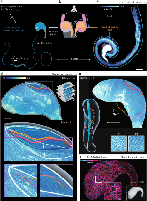 The physical consequences of sperm gigantism - Nature Physics