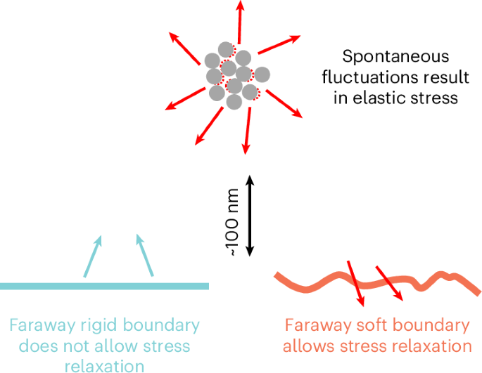 Elastic stresses are believed to play a role in the vitrification process in glasses, but measuring them is challenging. Imposing elastic boundary conditions is