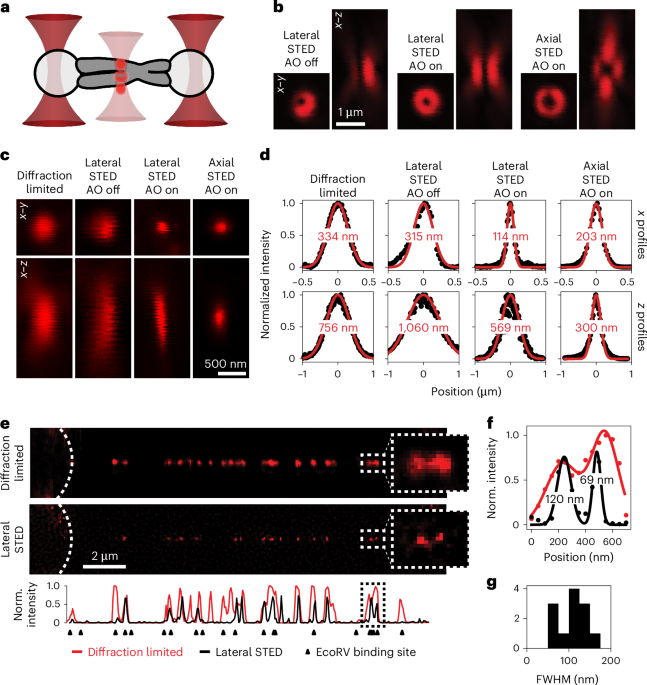 Analysis of the mechanical properties of mitotic chromosomes is key for understanding the robustness of chromosomes during cell division. It is now shown that c
