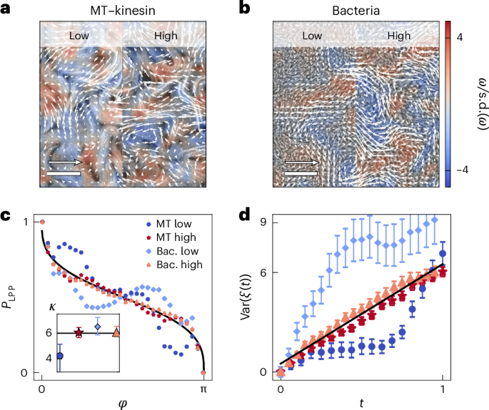 Fully developed active turbulence defined through a non-equilibrium phase transition - Nature Physics