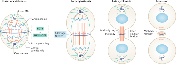 Cytokinesis defects and cancer | Nature Reviews Cancer Cytokinesis defects and cancer | Nature Reviews Cancer