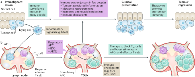 Immune control by amino acid catabolism during tumorigenesis and therapy