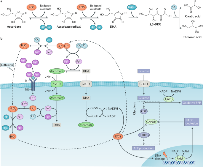Targeting cancer vulnerabilities with high-dose vitamin C | Nature Reviews  Cancer