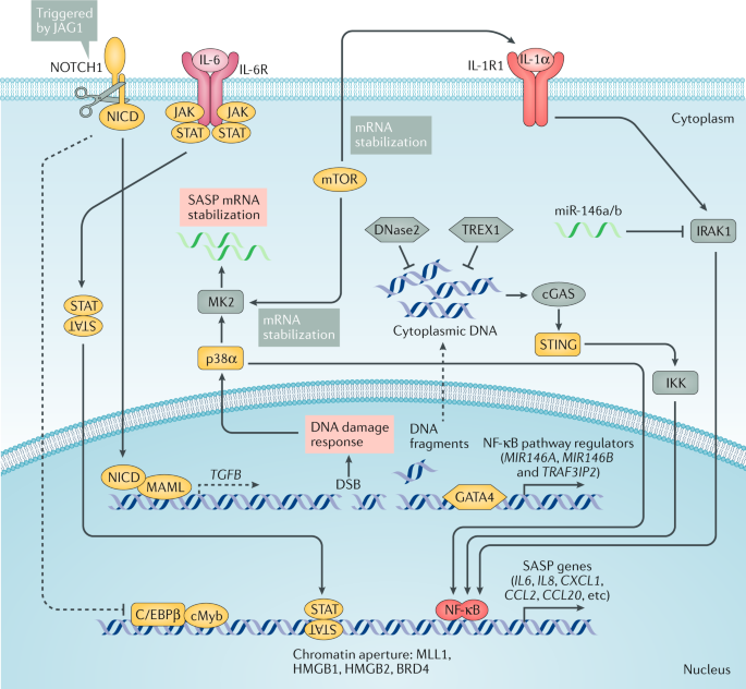 sasp in cancer