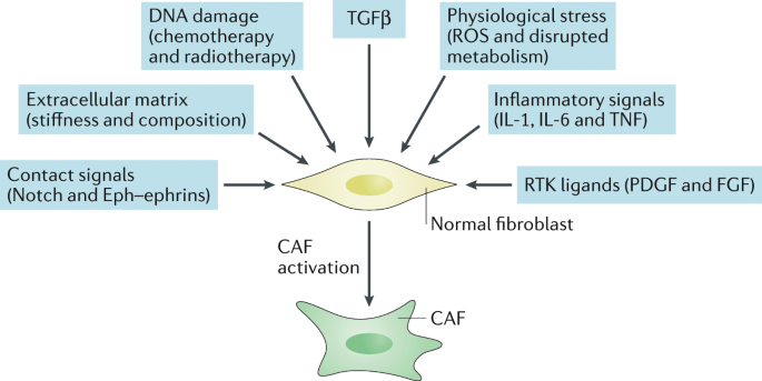 A framework for advancing our understanding of cancer-associated  fibroblasts | Nature Reviews Cancer