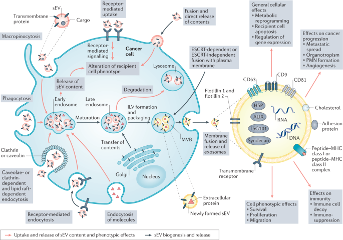 small extracellular vesicles in cancer
