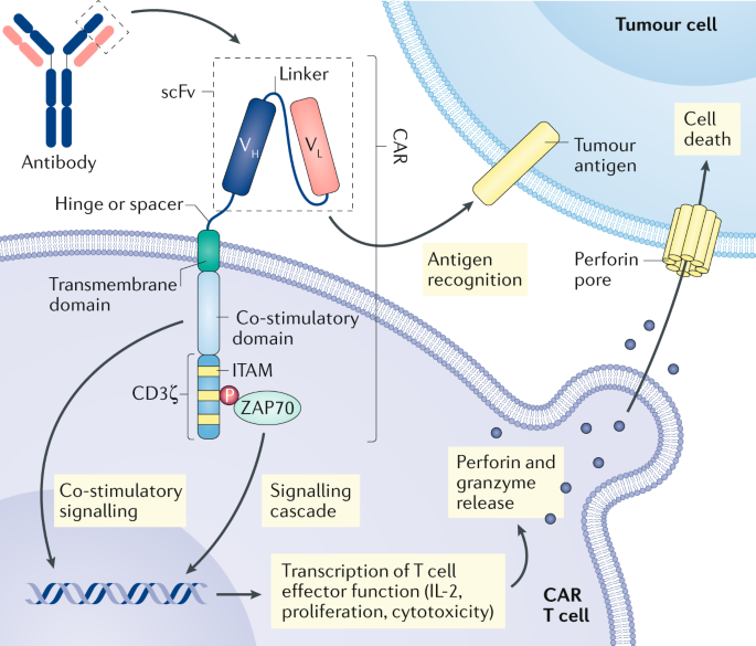 Recent Advances And Discoveries In The Mechanisms And Functions Of Car T Cells Nature Reviews Cancer