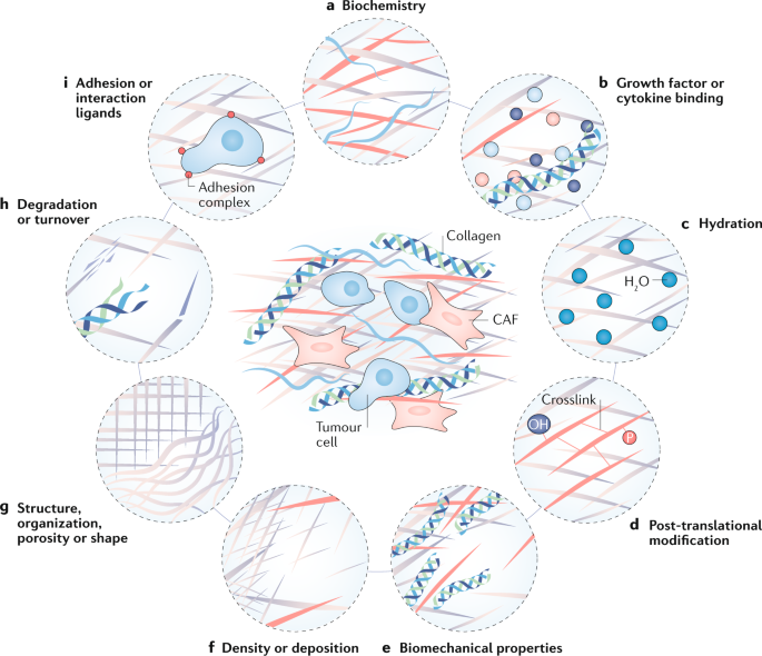 The matrix in cancer | Nature Reviews Cancer