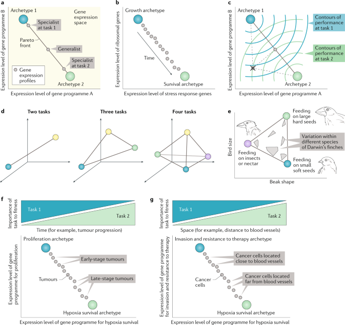 Tumour Heterogeneity And The Evolutionary Trade Offs Of Cancer