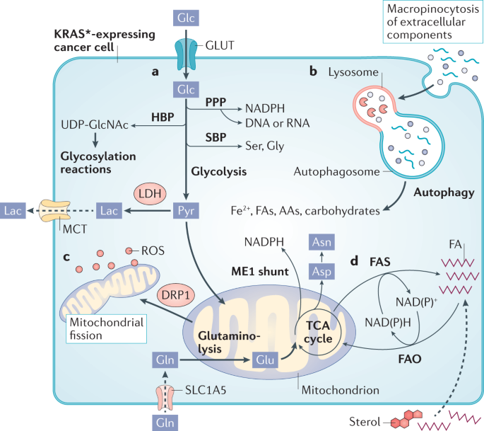 what does glutathione do to the liver Glutathione IV Therapy: What You Need to Know