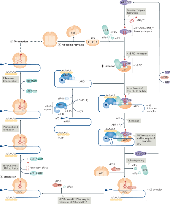 Translational Control of Immune Evasion in Cancer: Trends in Cancer
