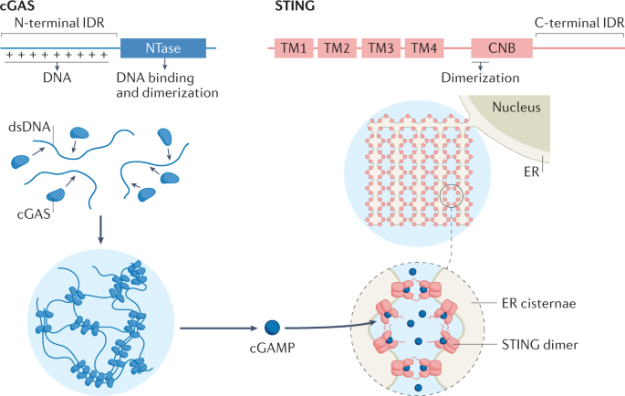 Liquid–liquid phase separation in tumor biology