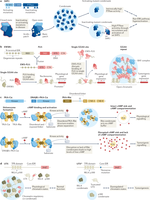 Liquid–liquid phase separation in tumor biology