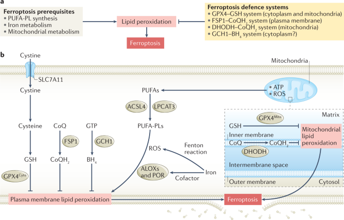 Targeting Ferroptosis As A Vulnerability In Cancer Nature Reviews Cancer