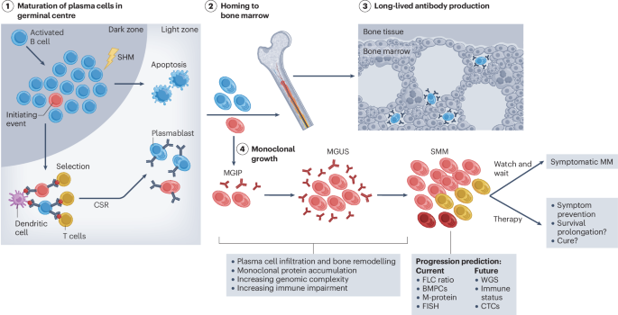 glutathione and multiple myeloma New horizons in our understanding of precursor early interception Vitamine B12 prix Maroc