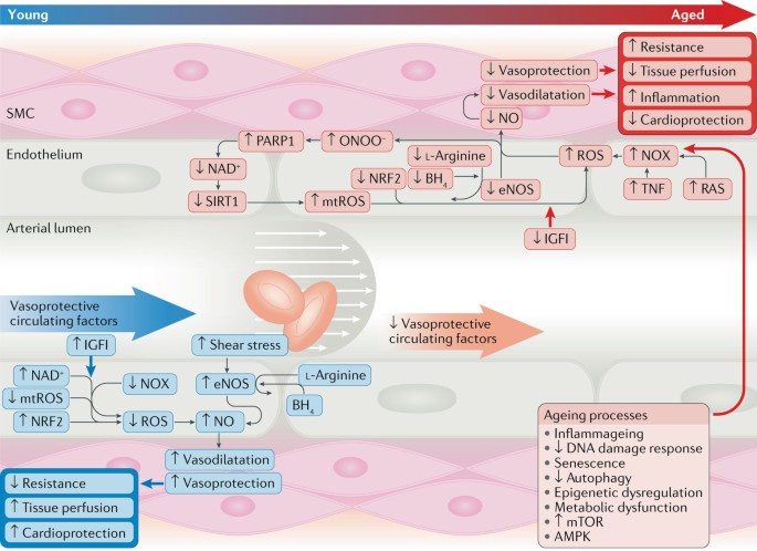 Supplementation with vitamin D and its analogs for treatment of endothelial  dysfunction and cardiovascular disease – ScienceOpen