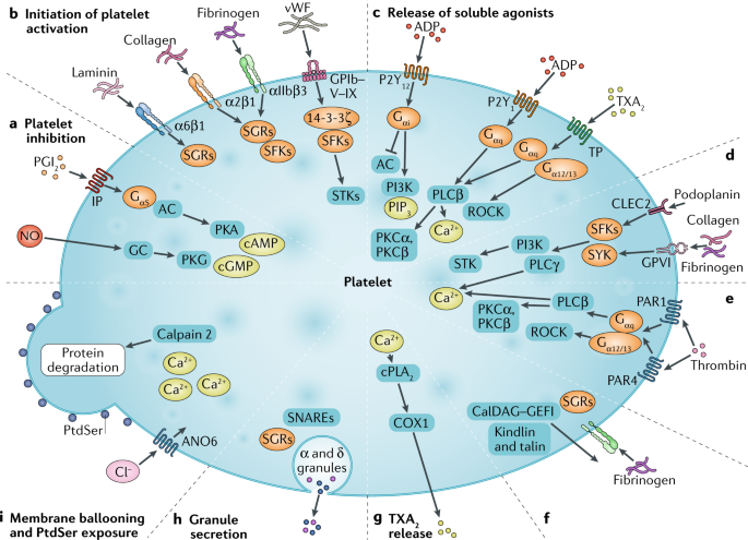 Platelet biology and functions: new concepts and clinical perspectives