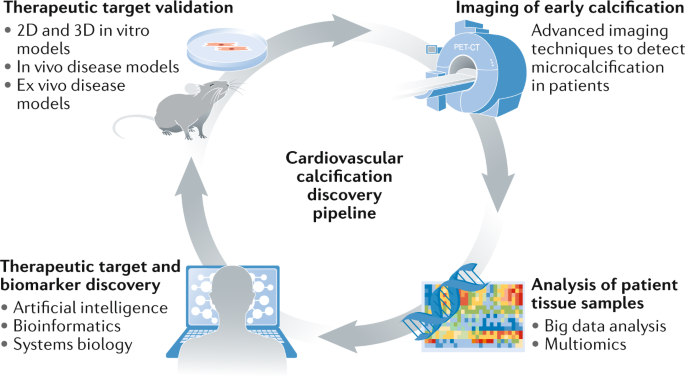 Cardiovascular Calcification Artificial Intelligence And - 