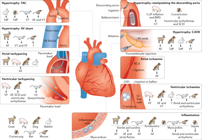 Animal models of arrhythmia: classic electrophysiology to genetically  modified large animals | Nature Reviews Cardiology