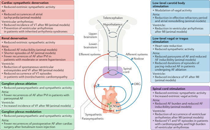 Schematic representation of the cardiac nervous system illustrating higher centre, midbrain and brainstem levels of organization in relation to the ... The autonomic nervous system and cardiac arrhythmias: current ...