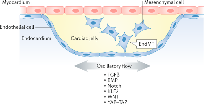 Effect of shear stress alteration on atherosclerotic plaque