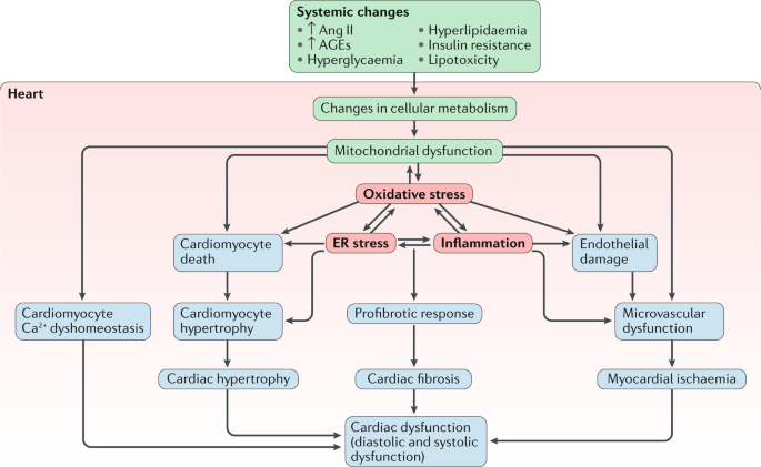 type 2 diabetes cardiac arrhythmia trofikus fekélyek diabetes mellitus kezelésére