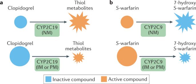 Pharmacogenetics To Guide Cardiovascular Drug Therapy Nature Reviews Cardiology