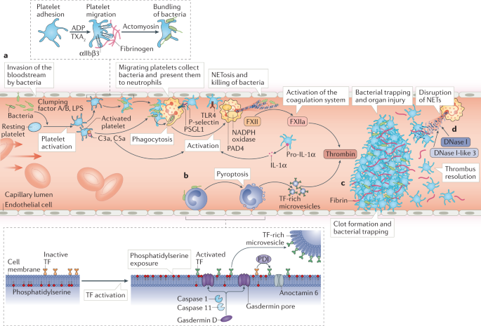 inflammation and thrombosis in cardiovascular pathology | Nature Reviews Cardiology
